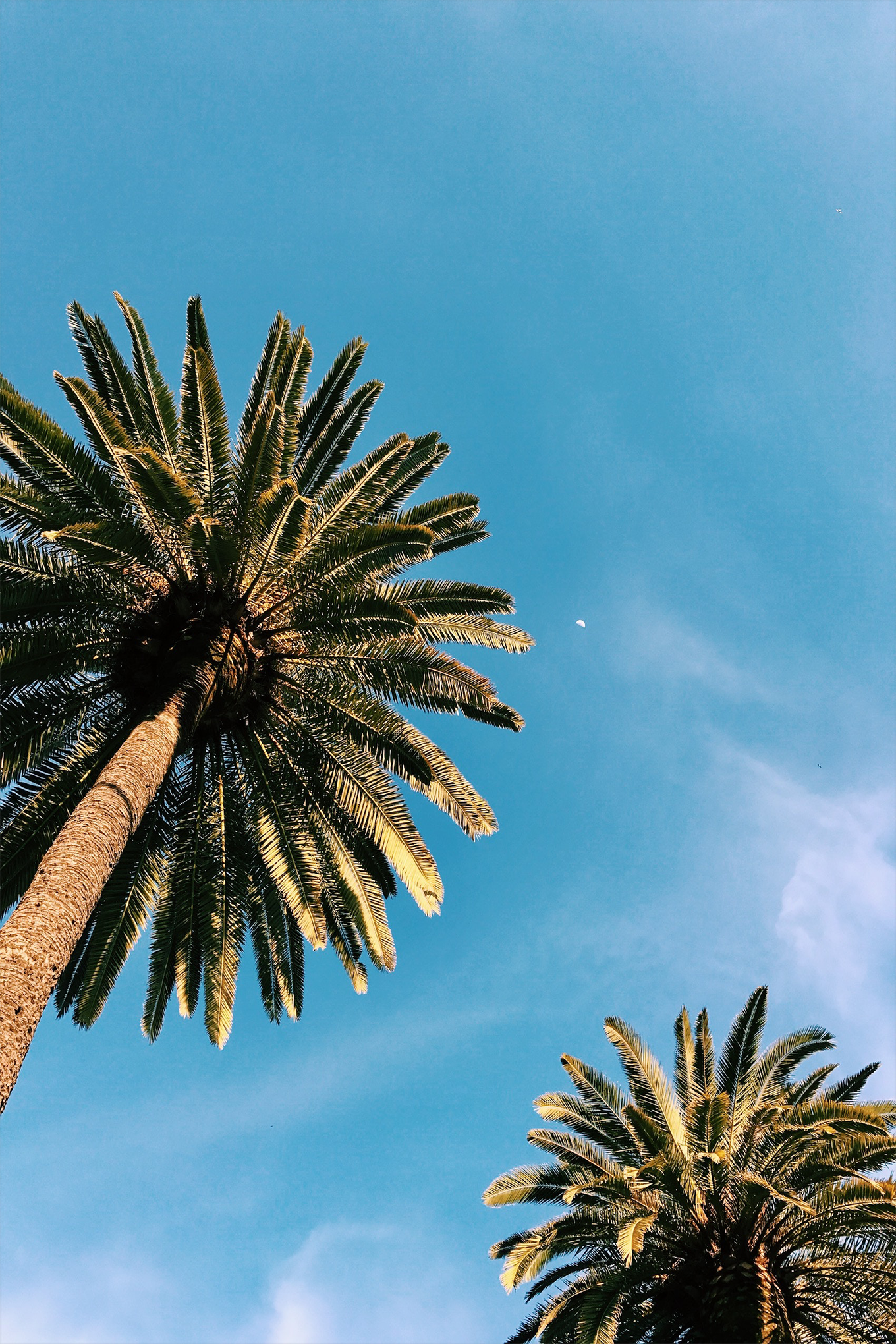 July Goals - Palm Trees