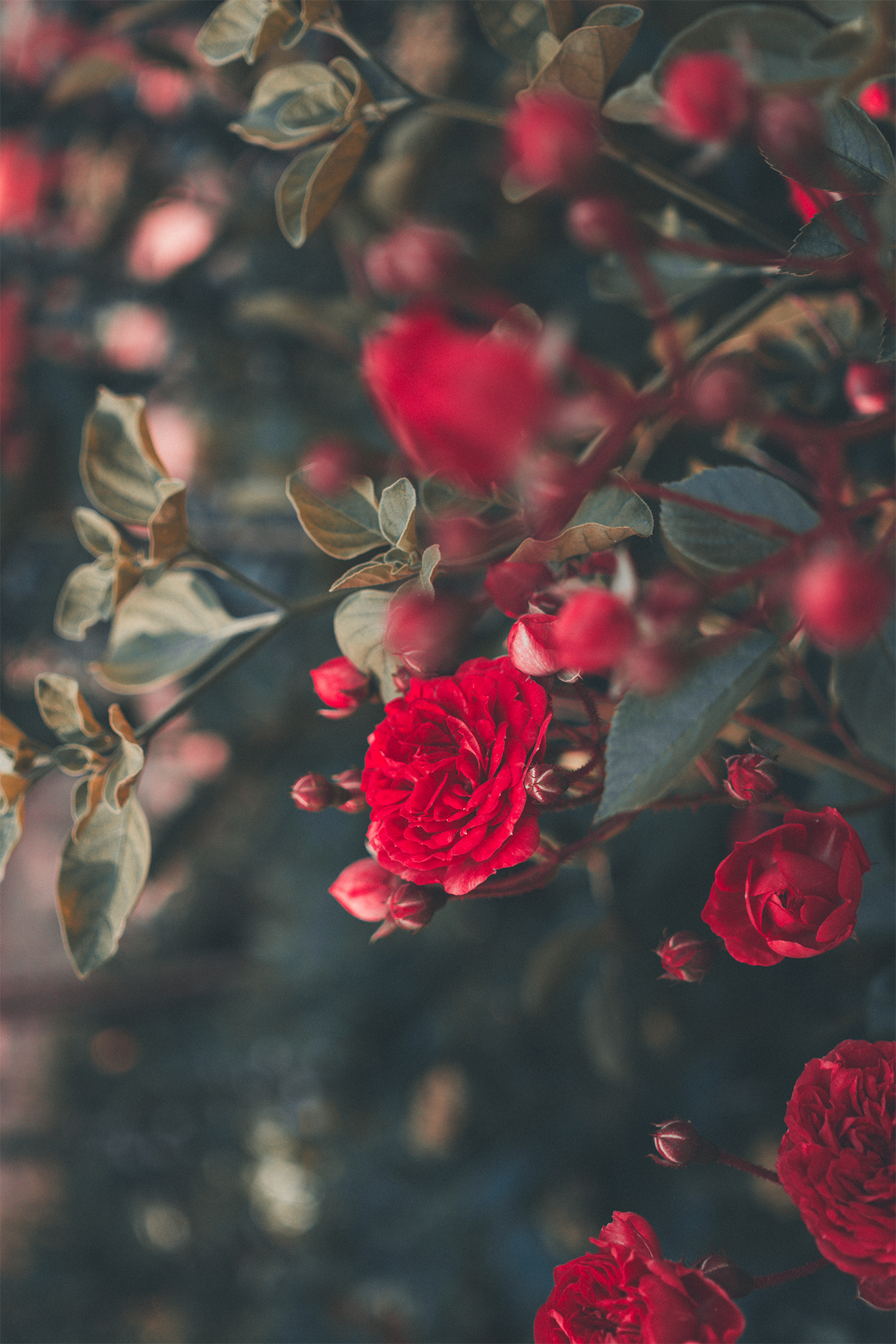 Rose Beauty Benefits