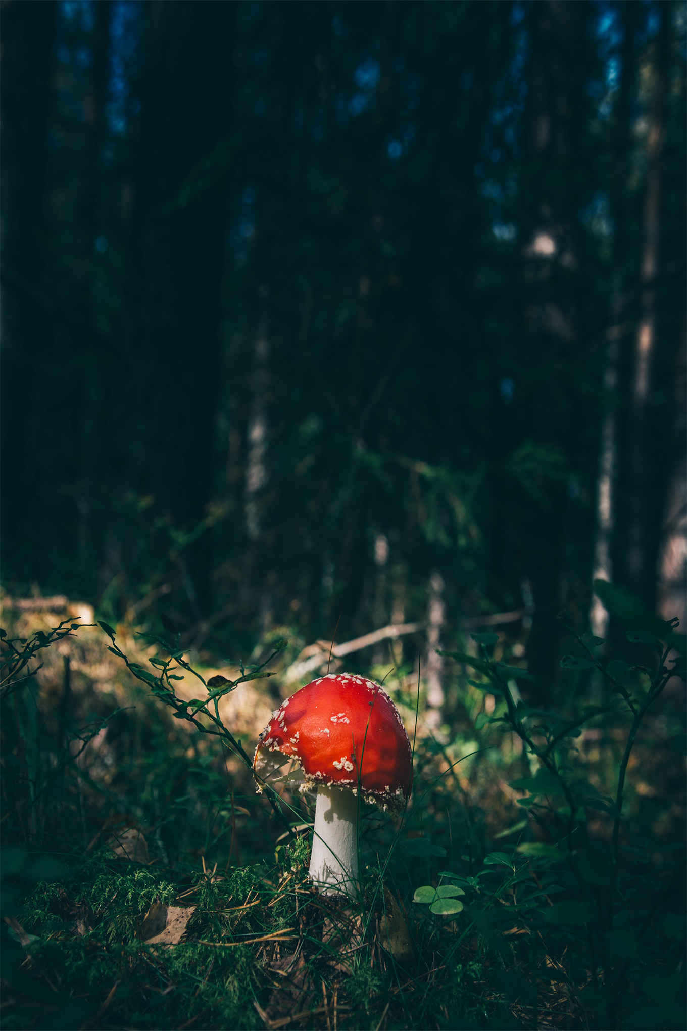 March Goals - Mushroom in the Forest